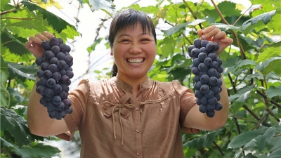 瓜果正丰收！在平远，尝一口夏天的味道~