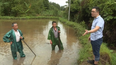 烟黄稻香鱼肥！平远大力推广“烟稻渔”综合种养3500余亩  