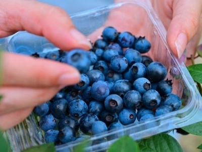 拟投资约9000万元！梅县畲江镇将新建蓝莓现代产业示范基地