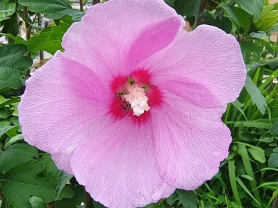 给学长高考祝福 