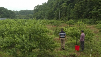 平远中行五十亩“银妃李”果熟飘香迎客来