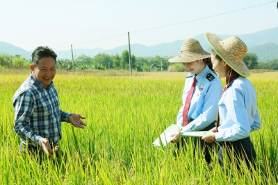 梅州税务之窗丨税惠“春雨”润泽寿乡健康米！蕉岭税务多措并举助力特色丝苗米产业发展  