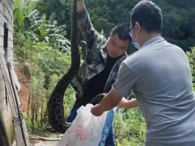 “贪食蛇”出没！丰顺又见蟒蛇溜进鸡舍“偷吃”