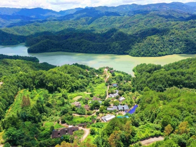 寿乡蕉岭·桂花