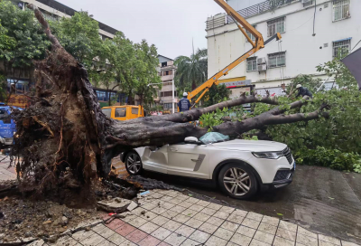 事发梅城！一阵大风刮倒大榕树，4辆轿车“躺枪”…