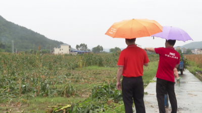 平远强降雨致农户受损失 保险公司及时定损理赔