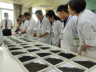 “出道”！它们是梅州客家炒绿茶王