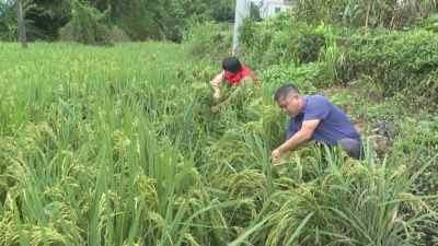 梅县区：加强灾后复产指导 减轻农作物灾害损失
