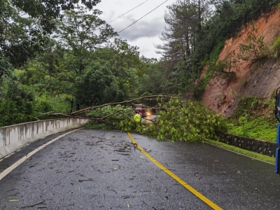 大树倒地阻交通！还好有他们，让群众回家“一路畅通”...