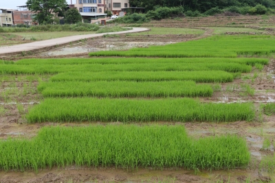 复耕复种新方法！梅县区城东镇石月村党员干部“领养”荒地，25亩撂荒地重变粮田