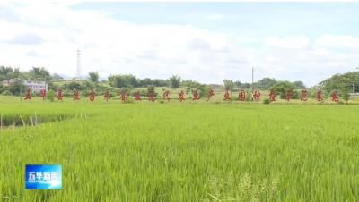 五华“芒种”节气农事忙 水稻去病虫害正当时