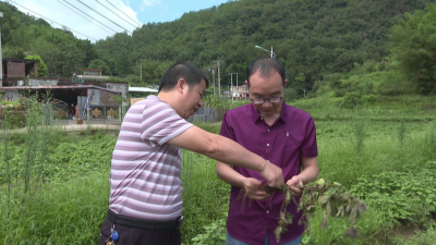 平远县农业灾后复产工作科学有序推进