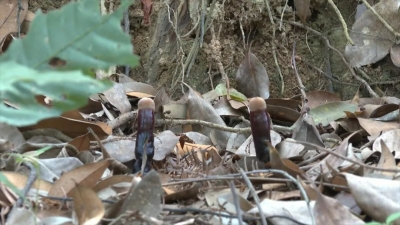 平远：林下种植灵芝 绿色大山变“金山”