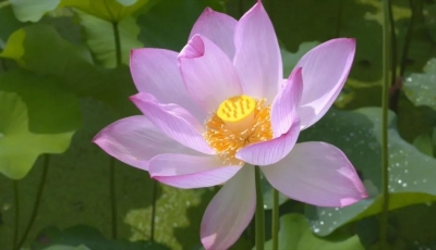 打卡去！平远县大柘镇杞园村“荷”你相约…