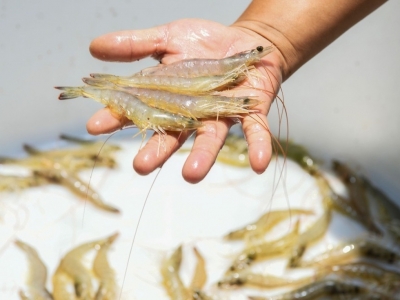 淡水“调”成“海水”，大埔西河北塘村海虾淡养！“钱”景好！