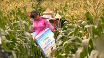 平远水果玉米采摘忙 乡村振兴添活力