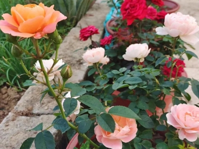 化民正俗乡约所