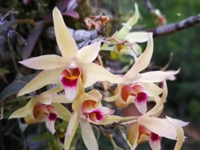 有“钱”途！灵芝、石斛... 平远发展林下经济，助力“美丽经济”