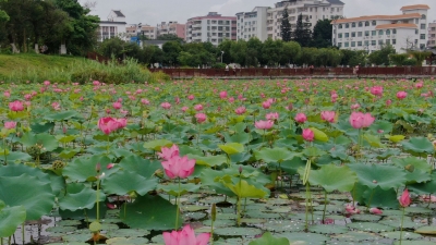 又见荷花盛开，剑英公园风景如画