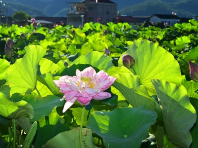 夏日美景“荷”处寻？来看看蕉岭三圳镇九岭村的百亩荷花美景吧~