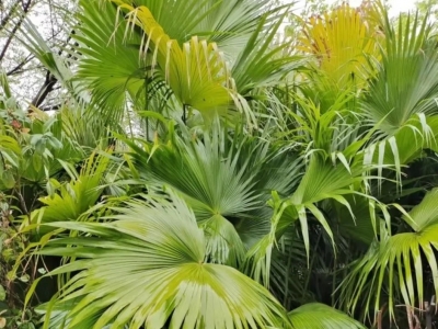 领导民国测绘事业的梅州人