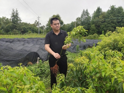 省第十三次党代会代表刘顺灯深耕林海，助力平远林业健康发展！