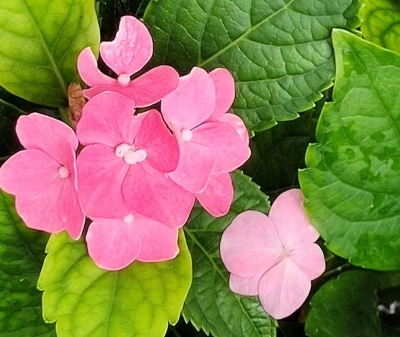  正宗菜农阿么叔