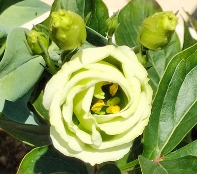 客家山歌 | 嫁妆成了摇钱树