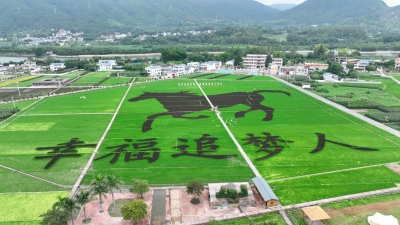 荒地变良田 青苗吐新绿！蕉岭多措并举推动撂荒耕地复耕复种，端牢端稳“饭碗”
