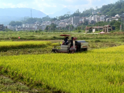 丰顺早稻收割全面拉开