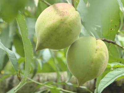 美味“桃”不过！梅县水车镇新湖村250亩鹰嘴桃采摘正当时