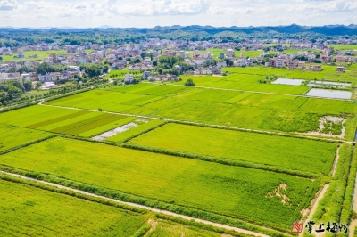 时评丨善作善成推进农业农村现代化 