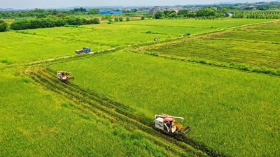 逾83万亩！梅州早稻收割已完成过半