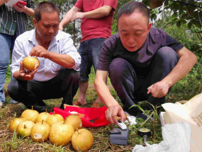 助推梅州梨产业高质量发展！中国农业科学院果树研究所专家来梅考察指导