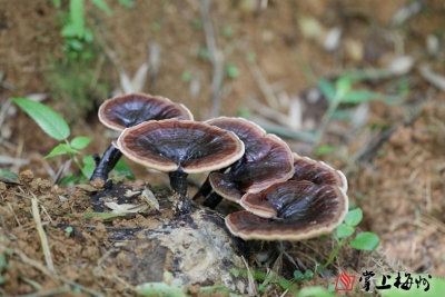 时评丨林下经济让农民致富路越走越宽 
