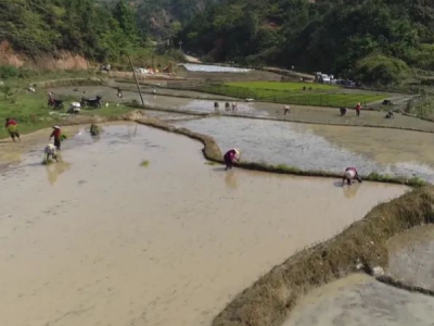 小米粒铺就产业振兴致富路！五华棉洋黎洞村撂荒复耕结硕果 