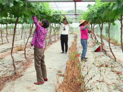 大埔百侯镇：以文旅产业为笔 描绘乡村振兴美好画卷