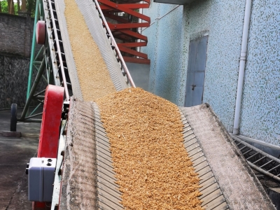 早稻丰收！平远粮仓开秤收粮啦~