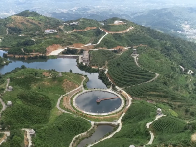 五华：绿叶变“金叶” 茶产业带动乡村振兴发展