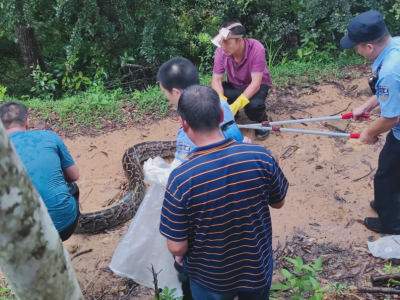 梅州开出全省首单野生动物致害险：黑山羊被70斤大蟒蛇卷死，农户获赔2000元