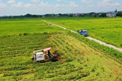 稻谷飘香夏收忙！今年兴宁早稻收割面积达31.2万亩