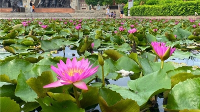 “夏”来好运“莲莲”！梅城客家公园睡莲盛开美如画