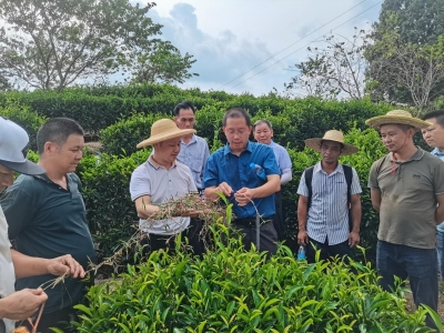 课堂传授技术、实地进行指导…大埔西岩茶生产技术提质增效培训班开班！