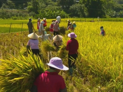 鱼肥稻丰！平远县中行镇稻渔种养生态养殖模式迎来首个收获季