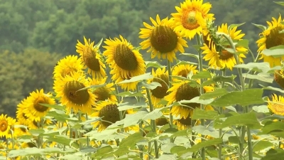向日葵花海美如油画！来平远长田寻找夏日限定浪漫
