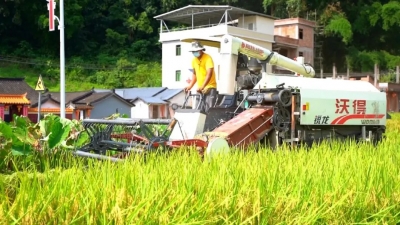 风吹稻浪，金黄遍野！丰顺砂田黄花村，夏收啦！