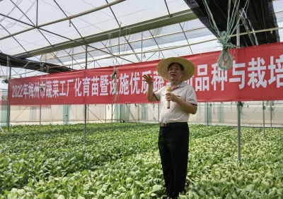 让蔬菜产业质量更高！梅江区举行这个现场观摩会...