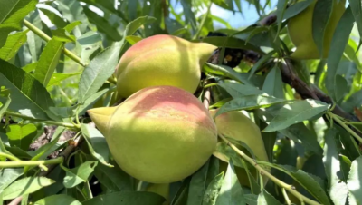 “桃”不走的美味！五华潭下鹰嘴桃正式开园采摘啦！