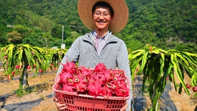 梅江区筀竹村红心火龙果“甜蜜”上市，入园采摘约起来！