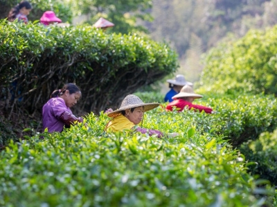 出道！梅州6个茶产品获评省“推荐名茶”→